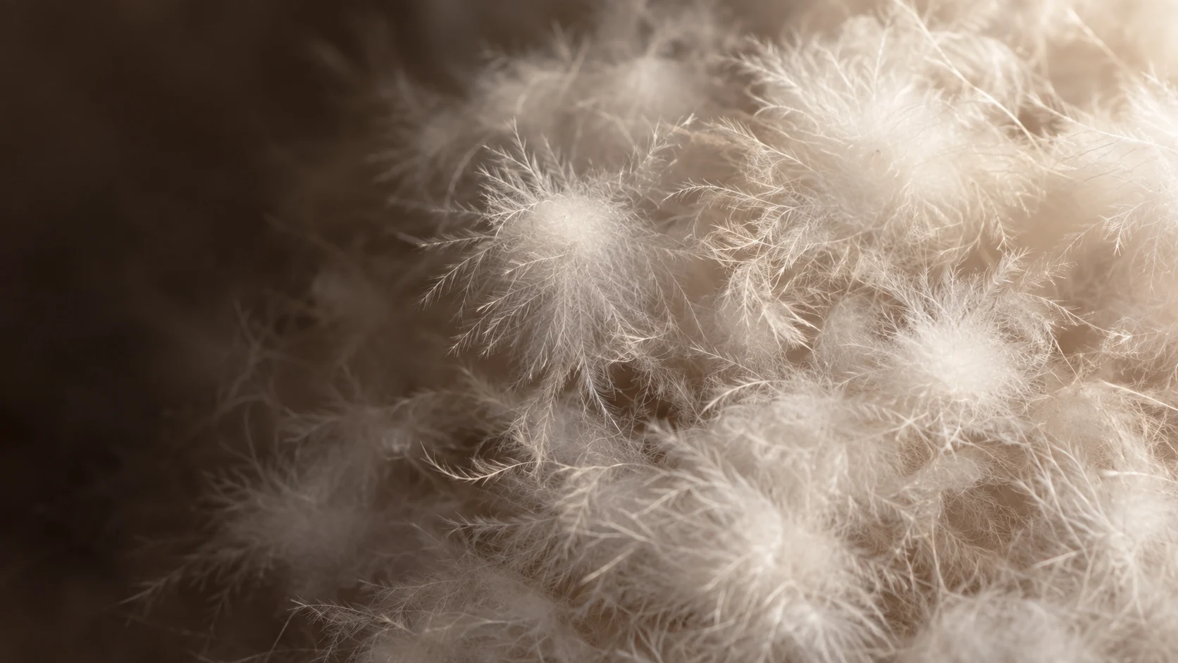 Delicate white down clusters with fine branching filaments