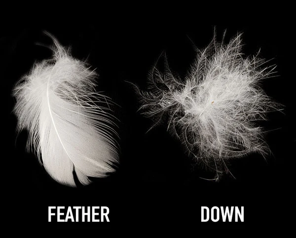 FEATHER_VS_DOWN_grande