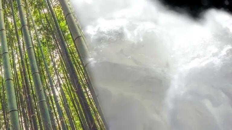 Bamboo forest representing viscose source