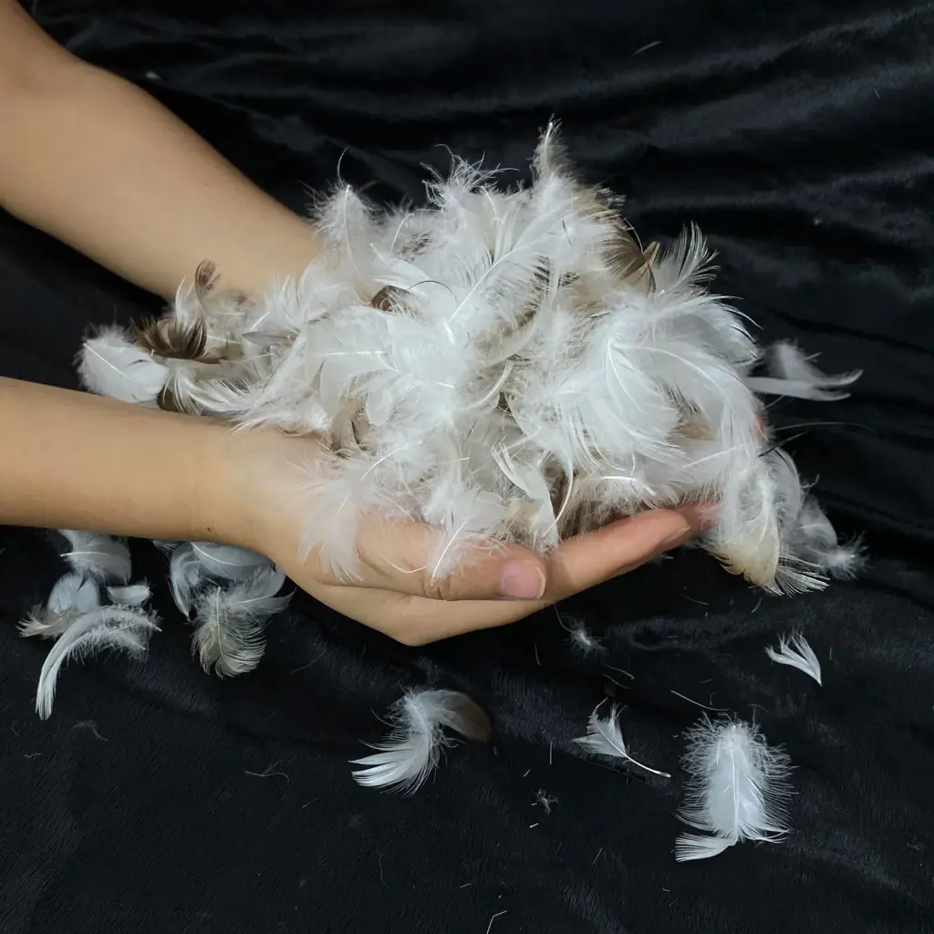Down Feathers