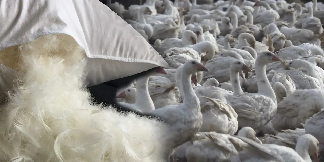 down feathers