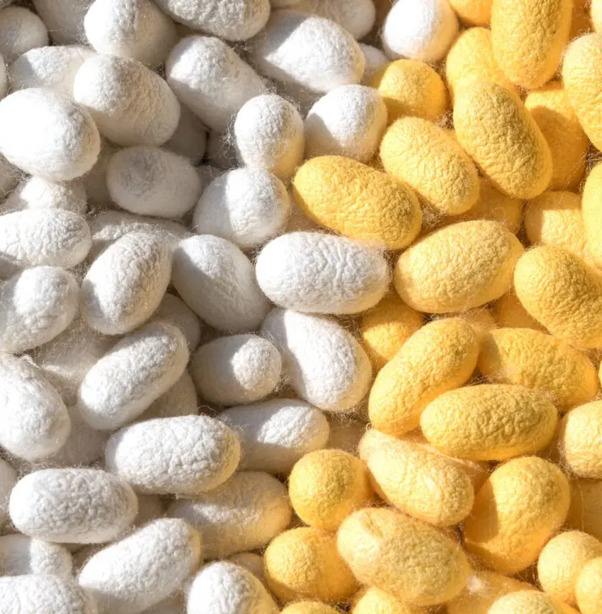 raw silk cocoons and spun silk