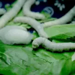 silk and silkworm