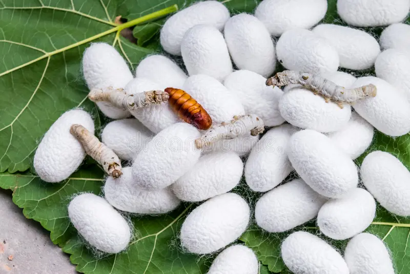 Close-up de casulos de seda de amoreira branca imaculada, prontos para a colheita