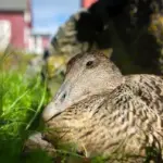 Pato-eider nidificando em ninho alinhado ao longo da costa islandesa