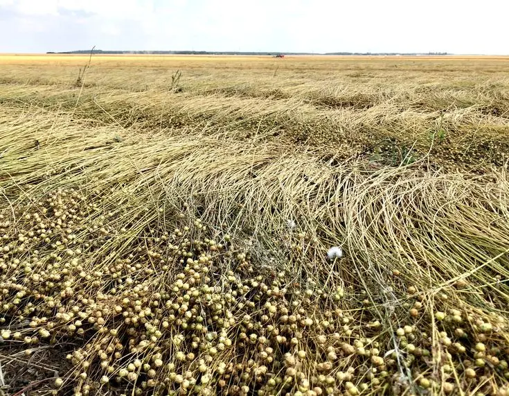 Flax fields in Normandy, France, the origin of premium French linen fiber