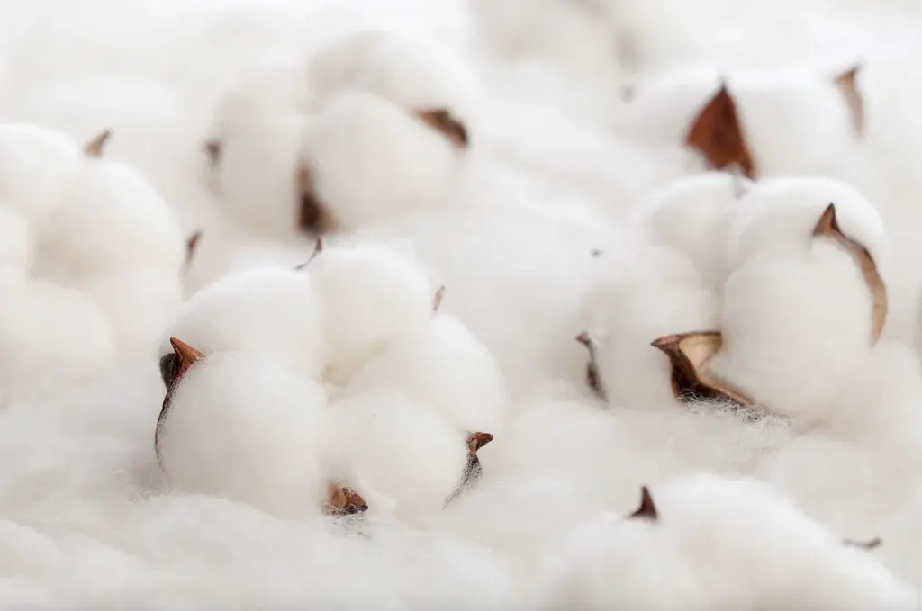 Long Staple Fiber-cotton