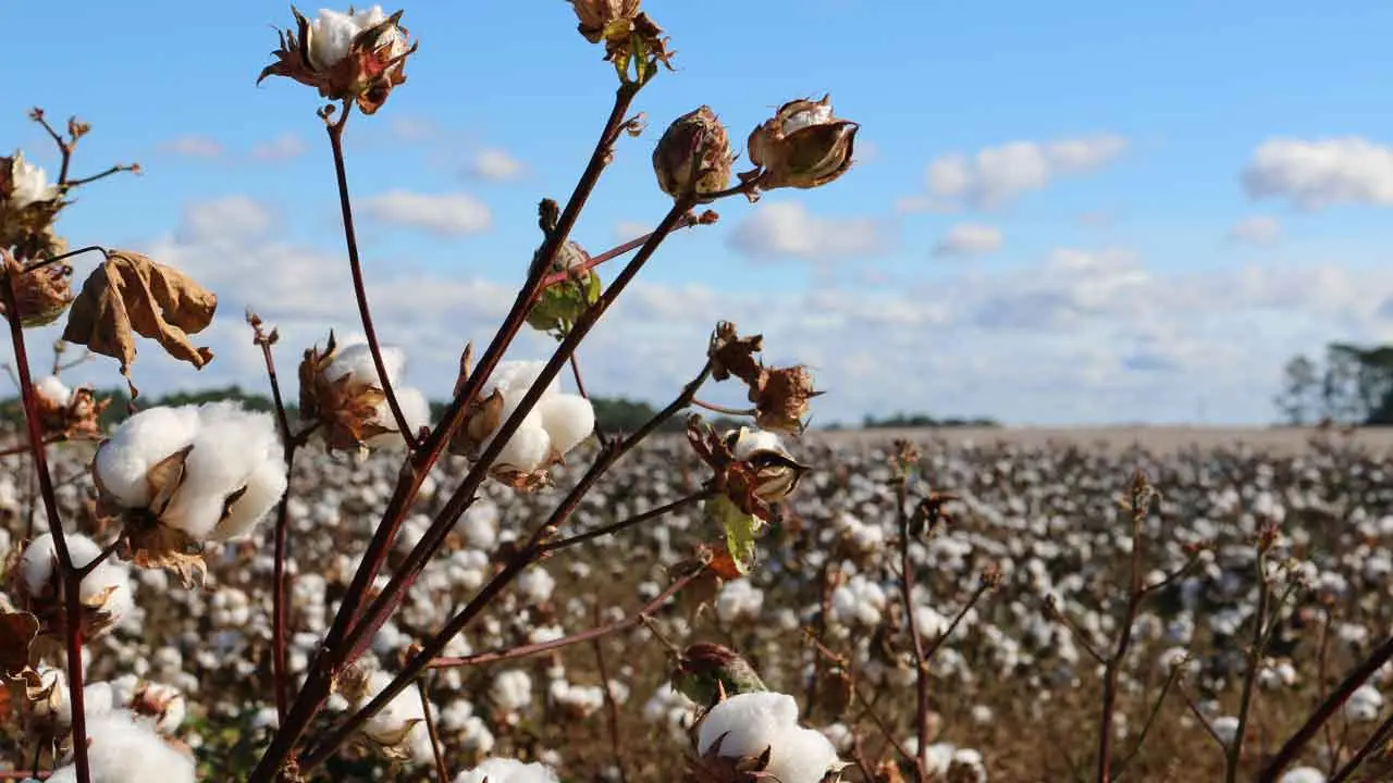 what is Egyptian cotton?