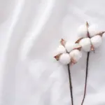 قطن ناعم